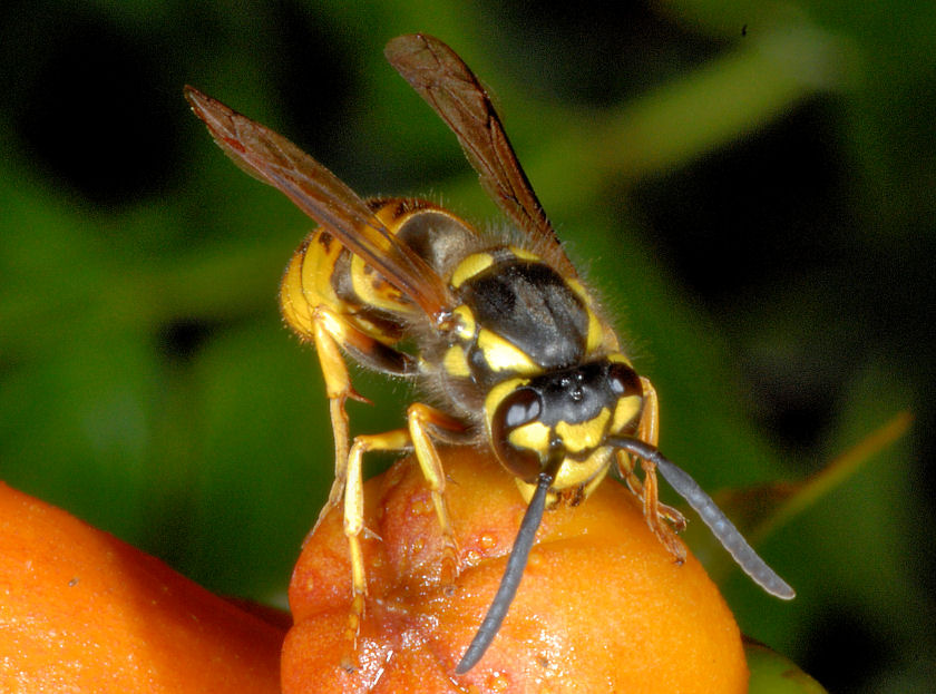 Vespula germanica